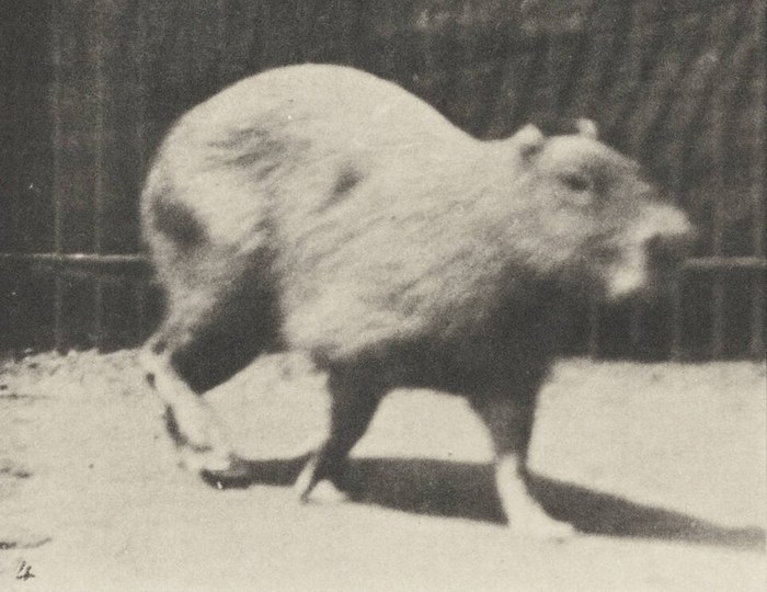 Capybara Walking poster