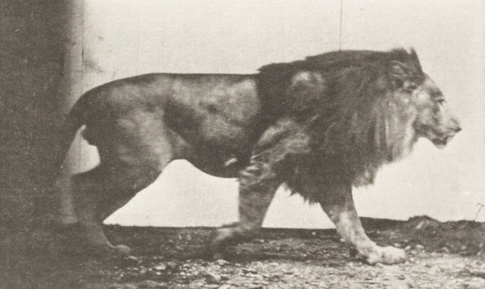 Lion Walking poster