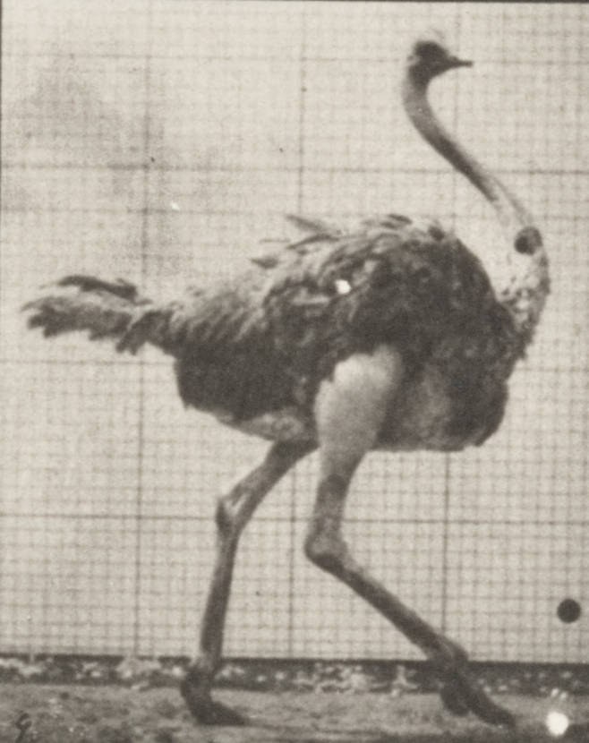 Ostrich Walking poster