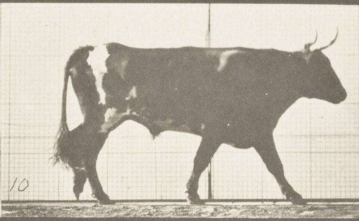 Ox Walking poster