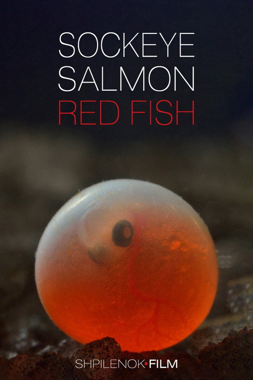 Sockeye Salmon, Red Fish poster