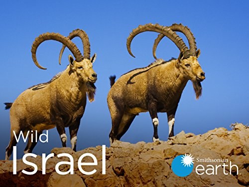 ישראל הפראית poster