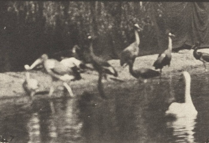 Storks, Swans, etc. poster