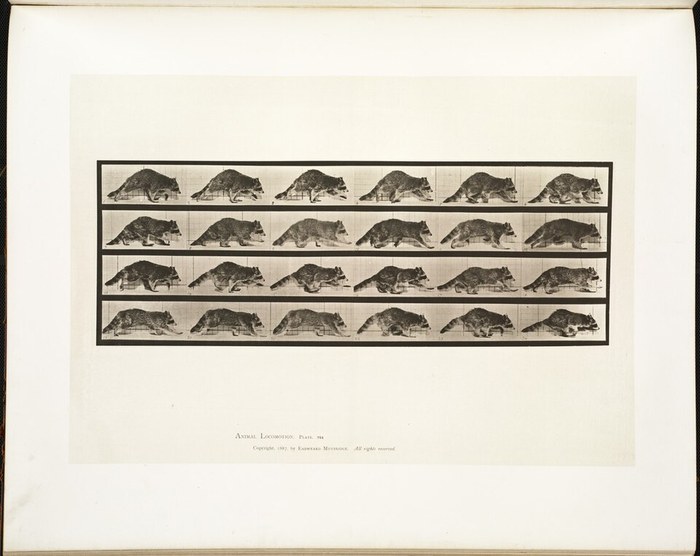 Raccoon Walking poster