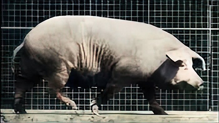 Pig Walking poster