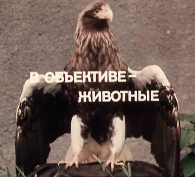 В объективе — животные poster