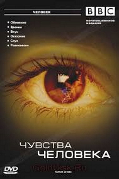 Human senses poster