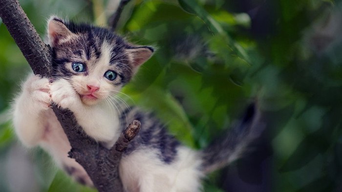 Treetop Cat Rescue poster