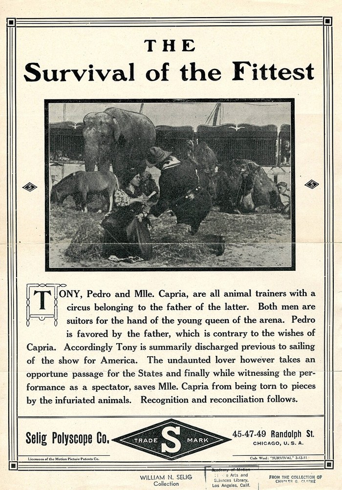 The Survival of the Fittest poster