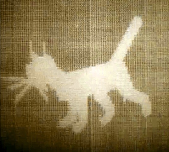 Kitten poster