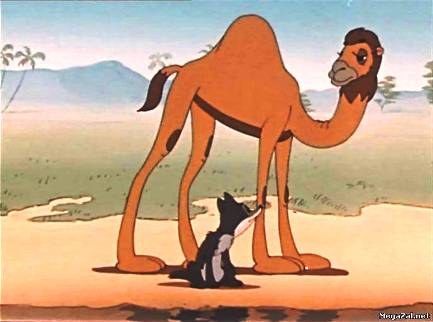 The Jackal and The Camel poster