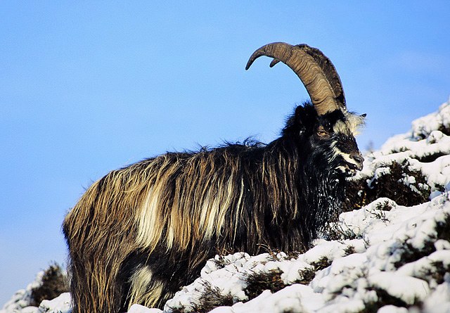 A Goat's Tail poster