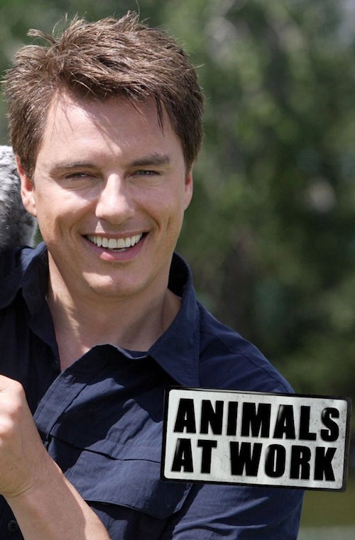 Animals At Work poster