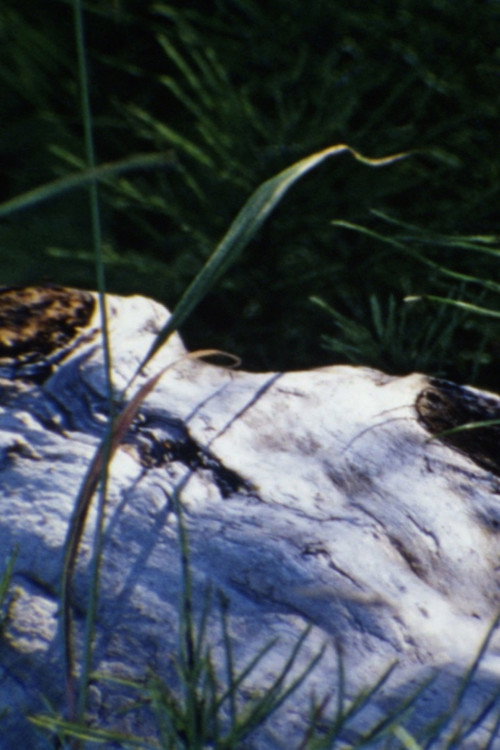 au bord de la rivière poster