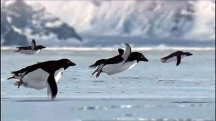 Flying penguins poster