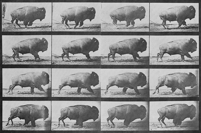 Buffalo Running poster