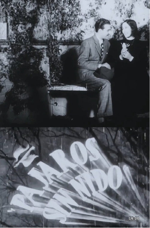 Pájaros sin nido poster