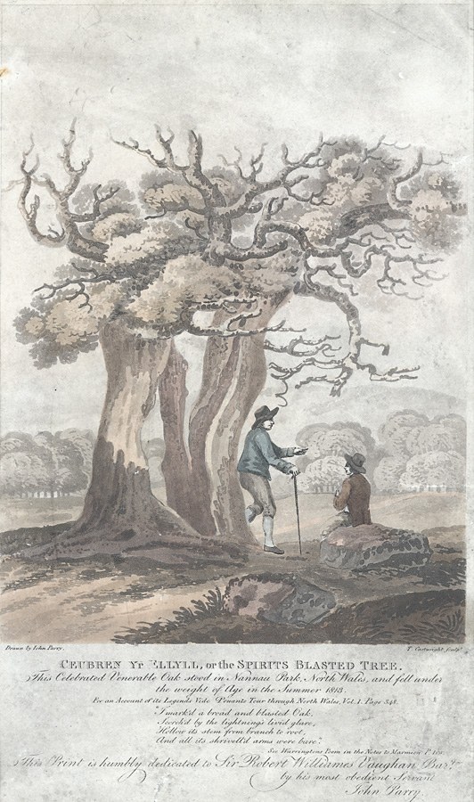 L'Arbre aux esprits poster