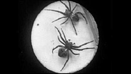 Spiders on a Web poster