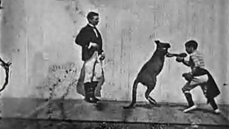 The Boxing Kangaroo poster