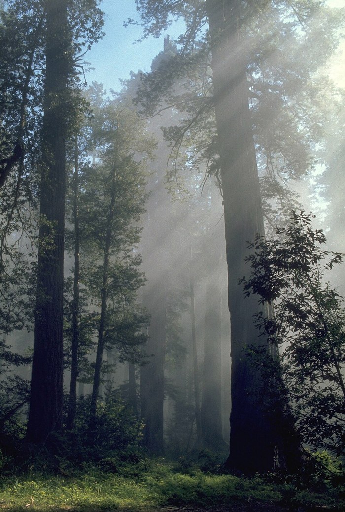 The Redwoods poster