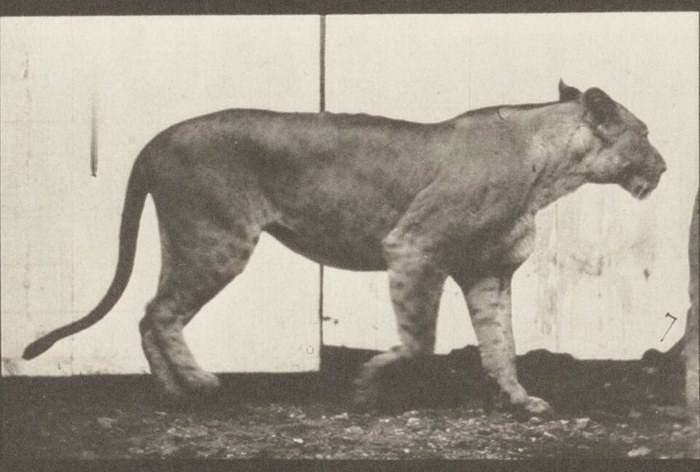 Lioness Walking poster