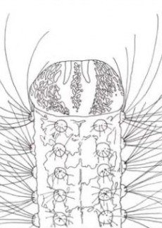 METAMORPHOSE poster